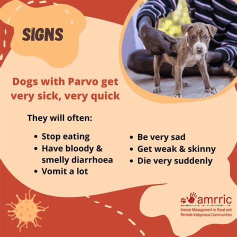 About Parvovirus (English/Tagalog Version) .